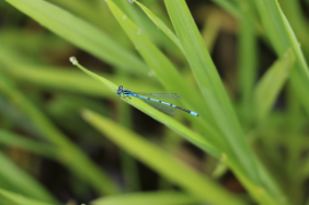 coenagrion puella, Wasserschloss